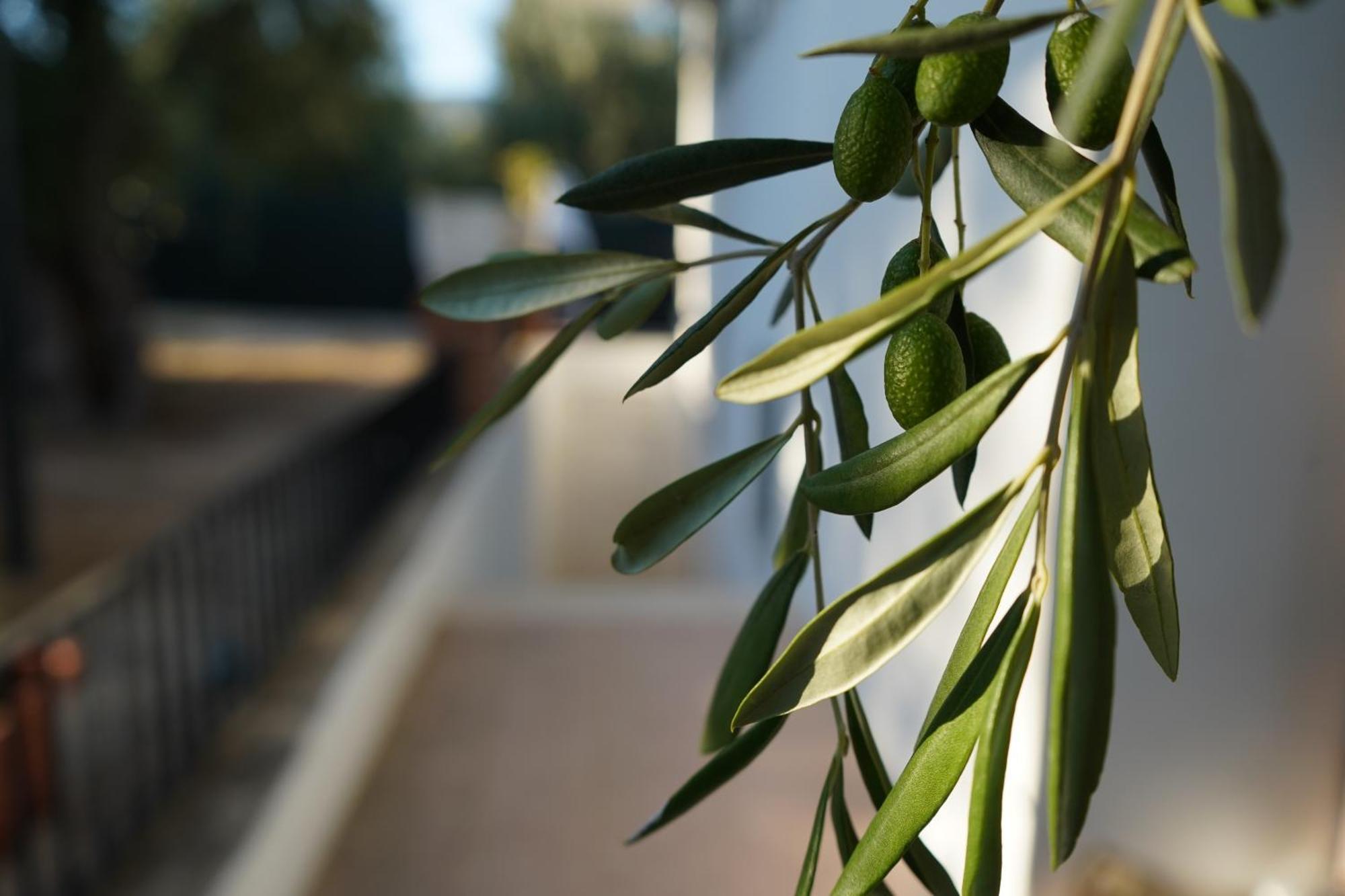 Olive&Sea Villa-Olive Mattinata Eksteriør billede