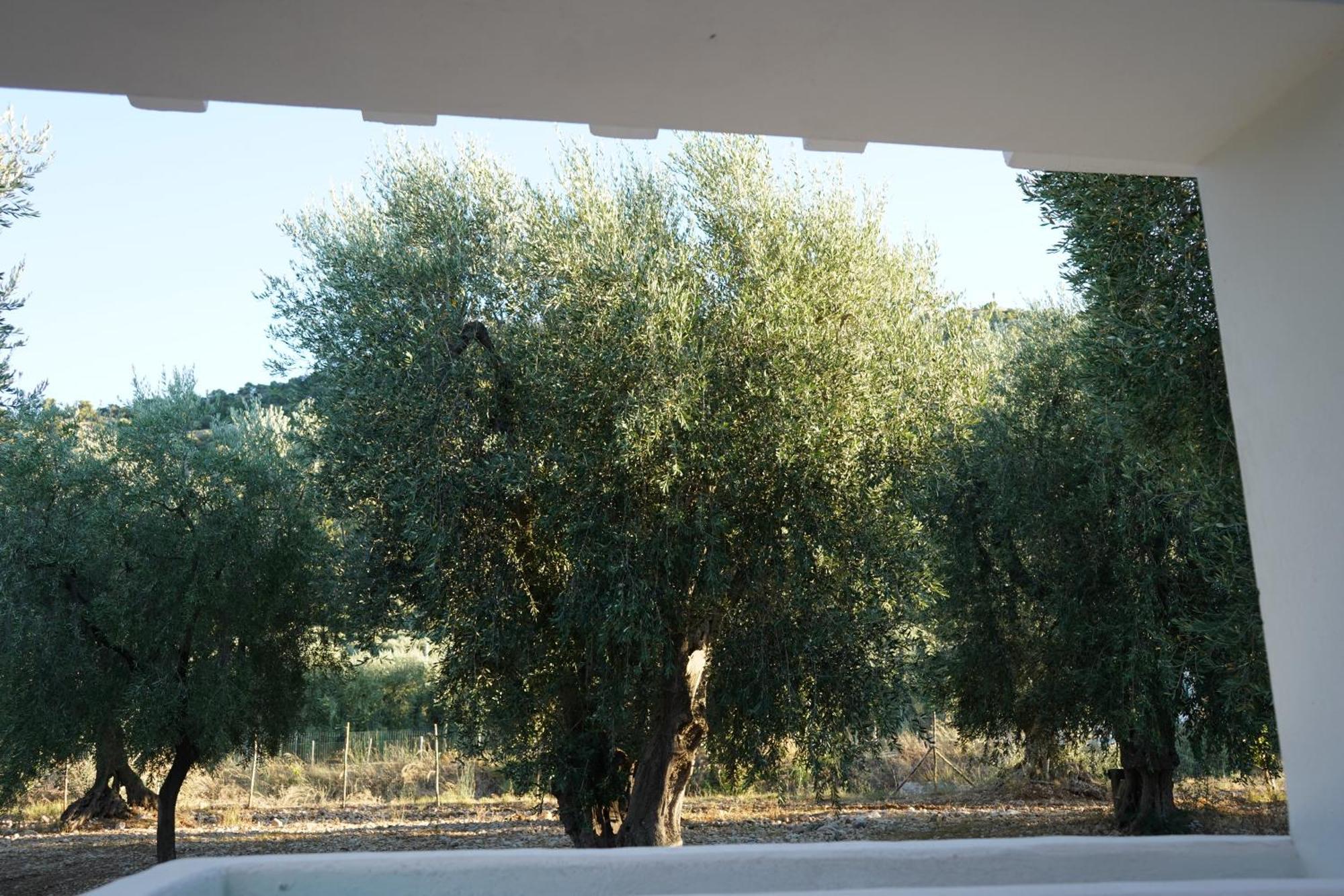 Olive&Sea Villa-Olive Mattinata Eksteriør billede